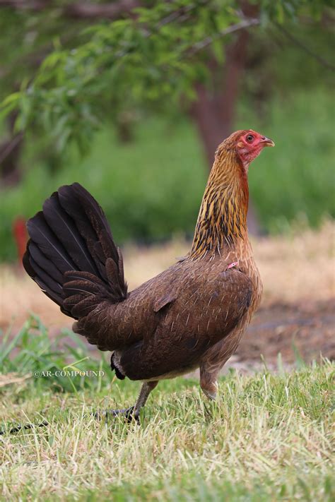 See more ideas about game fowl, rooster breeds, game birds. . Mclean hatch